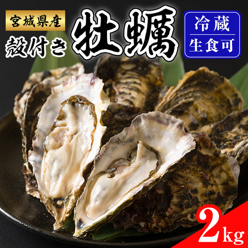 殻付き牡蠣(生食用)冷蔵 2kg 生牡蠣 宮城県産 牡蛎 牡蠣 カキ かき 生食 オイスター カキフライ 牡蠣鍋 海鮮 国産 魚貝類 バーベキュー BBQ [カタクチ商店株式会社]tm734