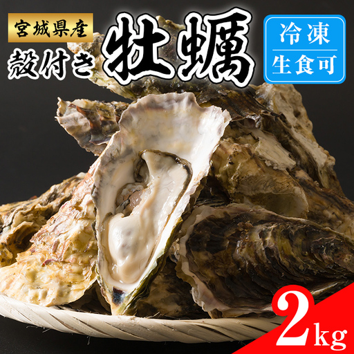 殻付き牡蠣(生食用)冷凍 2kg 生牡蠣 宮城県産 牡蛎 牡蠣 カキ かき 生食 オイスター カキフライ 牡蠣鍋 海鮮 国産 魚貝類 バーベキュー BBQ [カタクチ商店株式会社]tm738