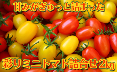 �Â݂�������Ƌl�܂��� �{�錧���s������Y �ʂ�~�j�g�}�g�l���� 2kg�i�\���t���j