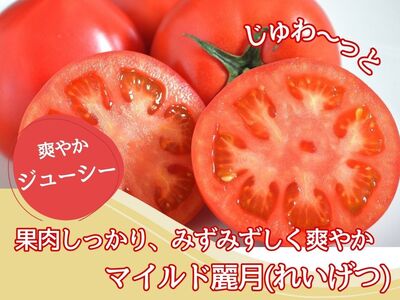 [やさしい甘さ]マイルド麗月トマト 1kg|まろやか風味・産地直送の完熟トマト