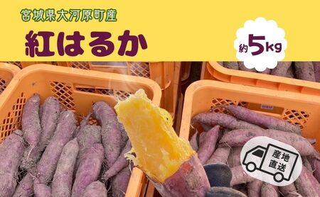 ܂ 5kg g͂邩 Tc}C {錧Y Â H ~ XC[c  Yn {錧 ͌