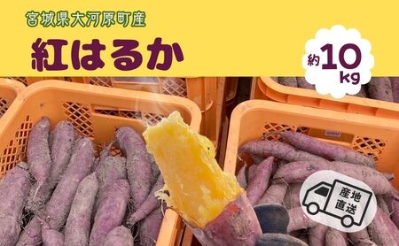 ܂ 10kg g͂邩 Tc}C {錧Y Â H ~ XC[c  Yn {錧 ͌