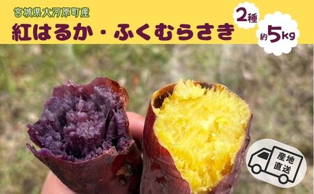 ܂ 5kg 2l g͂邩 ӂނ炳 Tc}C {錧Y Â H ~ XC[c Yn {錧 ͌