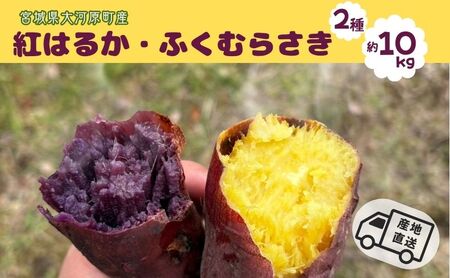 ܂ 10kg 2l g͂邩 ӂނ炳 Tc}C {錧Y Â H ~ XC[c Yn {錧 ͌