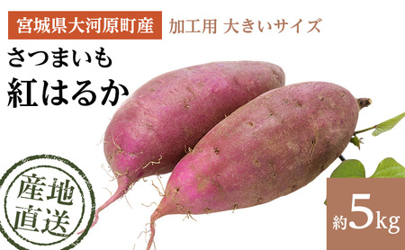 ���܂��� ��5kg �g�͂邩 ���H�p �傫���T�C�Y �T�c�}�C�� �{�錧�Y �Â� �H �~ �X�C�[�c ���� �Y�n���� �{�錧 ��͌���