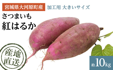 ���܂��� ��10kg �g�͂邩 ���H�p �傫���T�C�Y �T�c�}�C�� �{�錧�Y �Â� �H �~ �X�C�[�c ���� �Y�n���� �{�錧 ��͌���