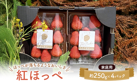 大河原町のいちご 完熟いちご 4パック 果物 フルーツ 苺 紅ほっぺ かおり みずみずしい ジューシー 期間限定 季節限定 家庭用