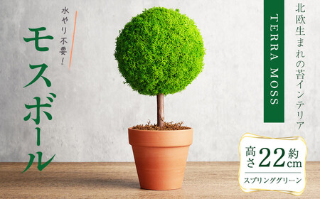 観葉植物 モスボール[縦110mm・横110mm・高さ220mm] 苔 コケ テラモス インテリア 植物 [結び]sh026