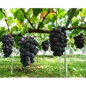 [2026年 発送分]〜高墨 約1kg(2〜3房)〜[配送不可地域:離島]