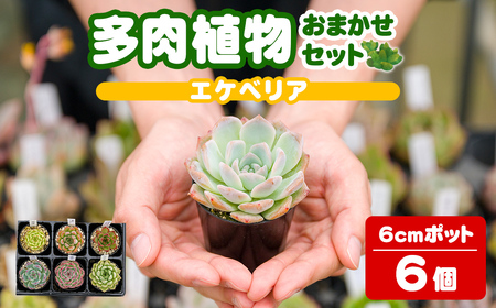 多肉植物 おまかせセット [6個] 6cmポット エケベリア アソート セット 観葉植物 インテリア 多肉 植物 ビザールプランツ [ゆうゆうグリーン]ta551