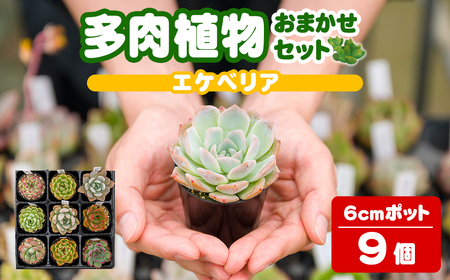多肉植物 おまかせセット ＜9個＞ 6cmポット エケベリア アソート セット 観葉植物 インテリア 多肉 植物 ビザールプランツ 【ゆうゆうグリーン】ta552