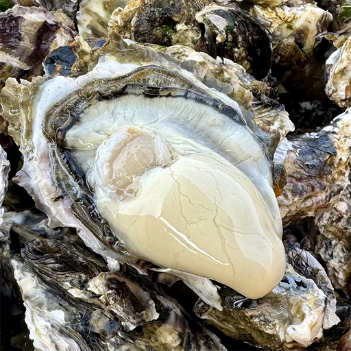 殻付き牡蠣(冷蔵・生食用) 2kg 宮城県産 生牡蠣 牡蛎 牡蠣 カキ オイスター カキフライ 牡蠣鍋 海鮮 国産 魚介 産地直送 海のミルク 殻付き [株式会社和がき]ta710
