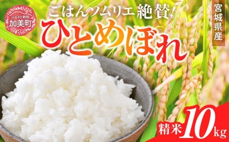 ひとめぼれ 新米 精米 令和6年産 宮城県産ひとめぼれ 10kg [菅原商店 宮城県 加美町 ] | sg00001-r6-10kg ひとめぼれ ヒトメボレ