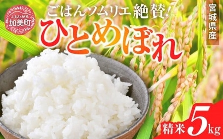 ひとめぼれ 精米 ひとめぼれ 令和6年産 宮城県産ひとめぼれ 5kg 菅原商店 宮城県 加美町 sg00001-r601-5kg ひとめぼれ ヒトメボレ