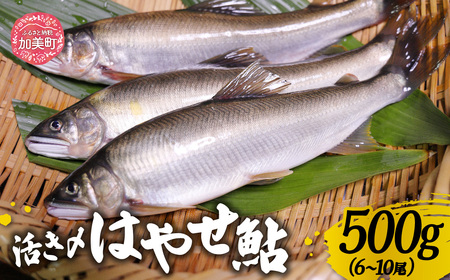 はやせ鮎活き〆500g (6〜10尾) | ma-ayij500 [宮城鮎工房 宮城県 加美町]