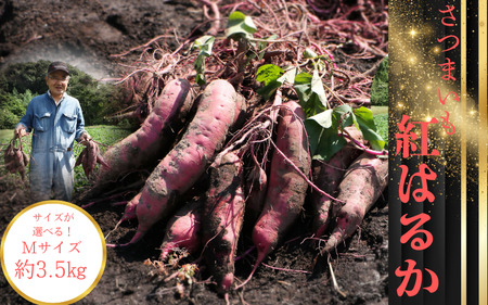 ܂ig͂邩jMTCY 3.5kg [aubless032]