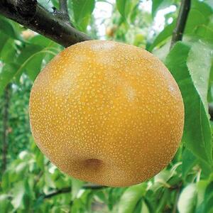 北浦梨 豊水5kg(9〜12玉)(9/15〜順次発送)[梨 梨 梨 梨 梨]