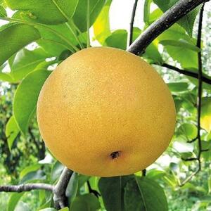 北浦梨 あきづき5kg(8〜12玉)(9/25〜順次発送)[梨 梨 梨 梨 梨]