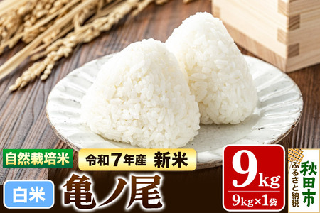 〈先行予約 令和7年産 新米〉自然栽培米「亀ノ尾」精米 9kg 天日干し 農薬・肥料不使用 