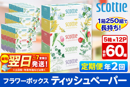 [6ヶ月ごとに2回お届け]定期便 ティッシュペーパー スコッティ フラワーボックス250組 60箱(5箱×12パック) ティッシュ 最短翌日発送[レビューキャンペーン中]