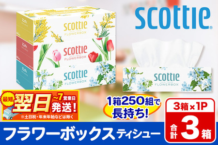 ティッシュペーパー スコッティ ティシュー フラワーボックス 250組 3箱パック×1パック 秋田市オリジナル 最短翌日発送