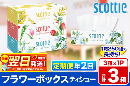 [6ヶ月ごとに2回お届け]定期便 ティッシュペーパー スコッティ ティシュー フラワーボックス 250組 3箱パック×1パック 秋田市オリジナル 最短翌日発送