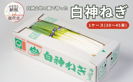 [8月〜翌2月限定出荷]白神山地の麓で育った 白神ねぎ 産地直送 鍋物に最適!
