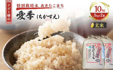 ߘa7NY V AOwR G()  10kg ( 5kg × 2 )( ʍ͔| ܂ )    R ͂  嗱 ߘa7N  Hc Hc \s