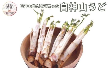 [2月〜3月期間限定出荷]白神山うど 1ケース 3L 2L 秋田県 能代市 山菜