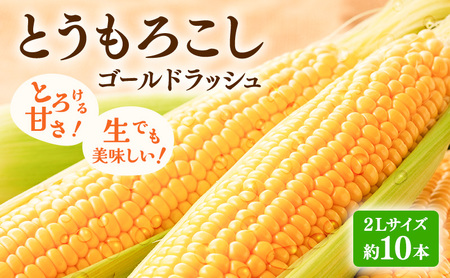 [2025年先行受付]富良野産 とうもろこし ゴールドラッシュ 約10本 コーン とうきび トウモロコシ 2Lサイズ 野菜 甘い BBQ 北海道 富良野 ふらの