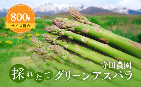 [2026年4月〜発送]北海道 ふらの グリーン アスパラガス 約800g サイズ混合 (守田農園) 野菜 新鮮 直送 朝採り アスパラガス 道産 北海道 ふらの