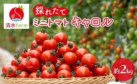 [2025年9月中旬〜発送]富良野産 採れたて直送! ミニトマト キャロル10 [約2kg] (清水farm) トマト ミニトマト とまと 野菜 新鮮 甘い 季節限定 北海道 富良野 ふらの