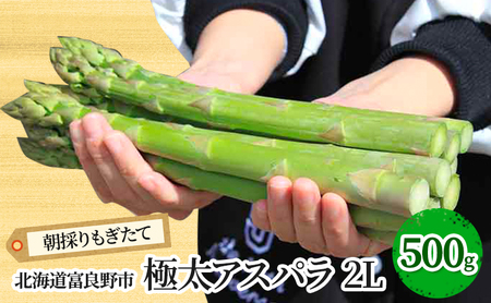 [2026年春発送]極太 グリーンアスパラ 2Lサイズ 500g 北海道 富良野市産 (スイートベジタブルファクトリー) 野菜 新鮮 直送 朝採り アスパラガス 道産 北海道 ふらの