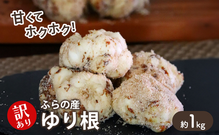 [2025年10月下旬〜発送]甘くてホクホク!北海道富良野産 訳あり ゆり根[1kg] (スイートベジタブルファクトリー) 野菜 新鮮 直送 朝採り ゆりね ゆり根 道産 北海道 ふらの