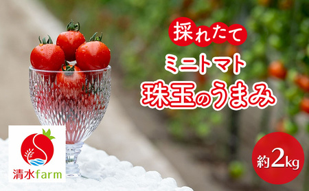 y2026N7`zxǖY ̂ꂽĒ! ~jg}g uʂ̂܂݁v y2kgz (farm) g}g ~jg}g Ƃ܂   VN Â Gߌ kC xǖ ӂ