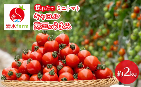 [2026年7月発送]富良野産 採れたて直送! ミニトマト 「キャロル10」「殊玉のうまみ」 各1kg[約2kg] (清水farm) トマト ミニトマト とまと 野菜 新鮮 甘い 季節限定 北海道 富良野 ふらの