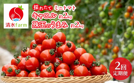 �y2026�N�����z��2�����ց� �x�ǖ�Y �̂ꂽ�Ē���! �u�~�j�g�}�g �L������10�E��ʂ̂��܂� �v�e2kg (����farm) �A�X�p�� �A�X�p���K�X �g�}�g �~�j�g�}�g �Ƃ܂� ��� �V�N �G�ߌ��� �k�C��