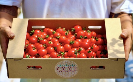 [2026年夏発送]富良野産 ミニトマト (赤) 約3kg (阿部農園) トマト ミニトマト 野菜 新鮮 農家直送 北海道 富良野市