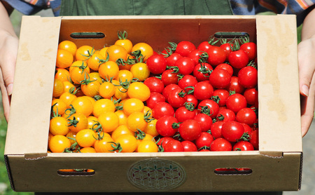 [2026年夏発送]富良野産 ミニトマト (赤・黄) 詰め合わせ 約3kg (阿部農園) トマト ミニトマト 野菜 新鮮 農家直送 北海道 富良野市