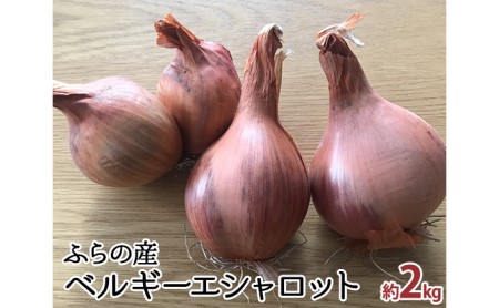 [2024年10月〜発送]希少!香味 野菜 ベルギーエシャロット ふらの産 約2kg 北海道 富良野市 (岡本ファームズ) 新鮮 玉ねぎ 直送 道産 ふらの 送料無料 数量限定 先着順