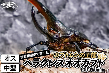 《TVで紹介されました》ヘラクレスオオカブト（成虫）オス 中型（130-140mm） 飼育ケース・マニュアル付き カブトムシ