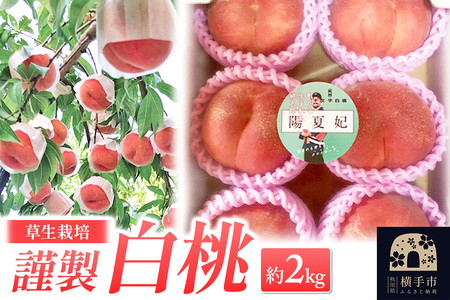 [先行受付!8月中旬より順次発送]横手市十文字町 ほそかわ農園 謹製 白桃 (草生栽培) 約2kg
