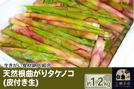 天然根曲がりタケノコ(皮付き生) 1.2kg