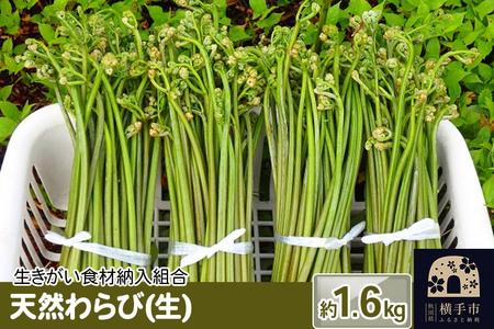 天然わらび(生) 約1.6kg