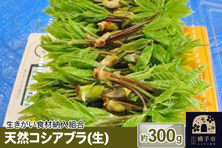 天然コシアブラ(生) 約300ｇ
