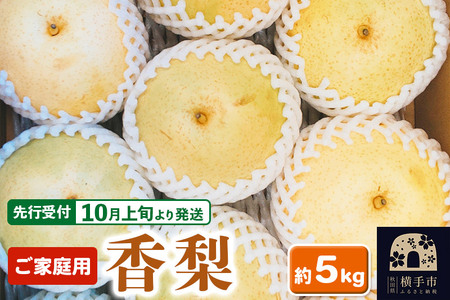 ystz10{蔭 scY  ƒp 5kg