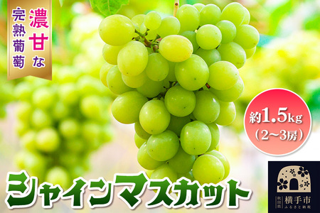9月中旬より発送 横手市大沢地区産のぶどう(シャインマスカット)約1.5kg(2〜3房)濃甘な完熟葡萄