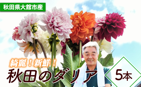 新鮮!綺麗!秋田のダリア[5本花束] 50P7804