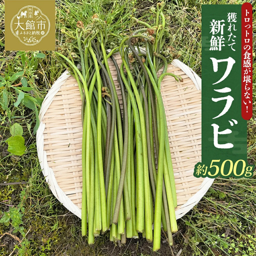 ワラビ 約500g トロっトロの食感が堪らない![60P3230]