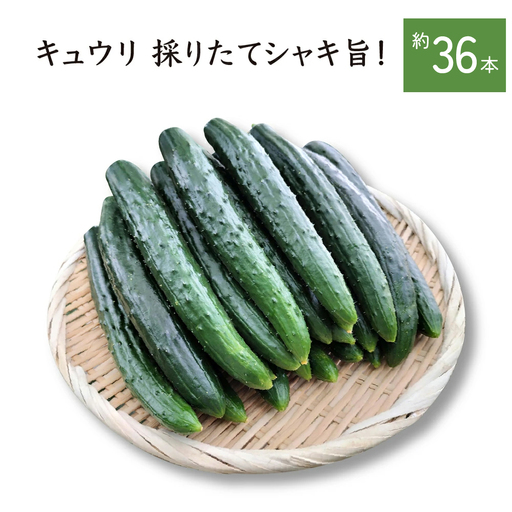 キュウリ 採りたてシャキ旨！36本　90P3211